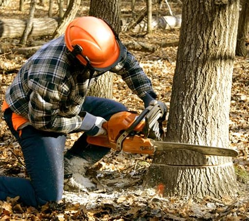 Tree Removal in Jesse, WV